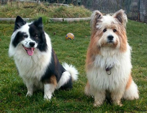ELO Hundezüchter Hunde kaufen