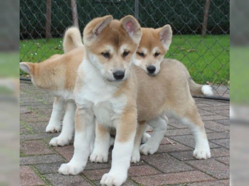 Akita Inu Welpen Hunde kaufen