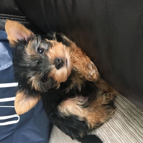 Yorkshire Terrier Kaufen