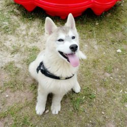IMG-20170421-WA0001