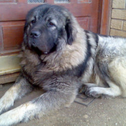 Sarplaninac Von Nikolic