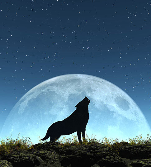 Alle heutigen bekannten Hunderassen stammen vom Wolf ab.