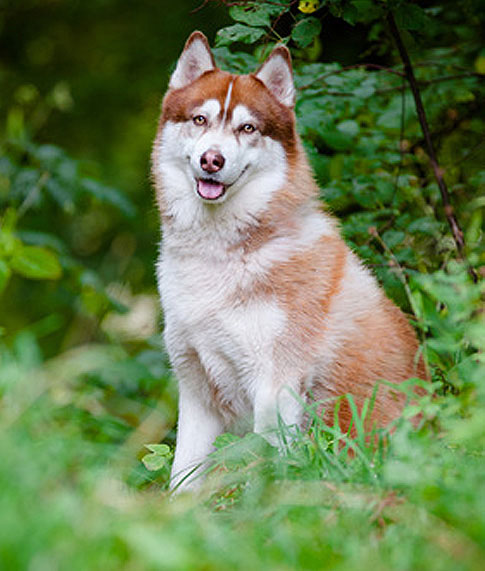 Alaskan Malamute - Charakter - Wesen | Hunde-fan.de