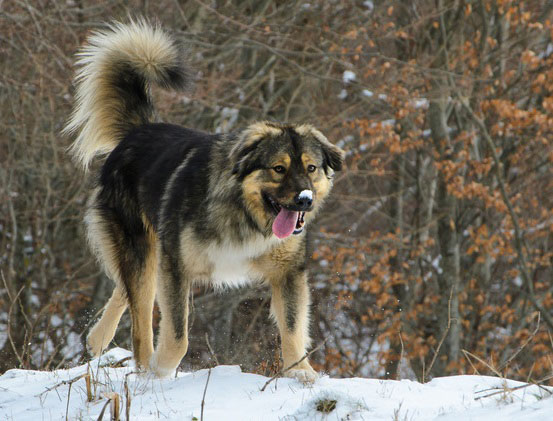 Sarplaninac - Charakter - Wesen | Hunde-fan.de