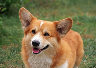 Welsh-Corgi-Pembroke-Rasse.jpg