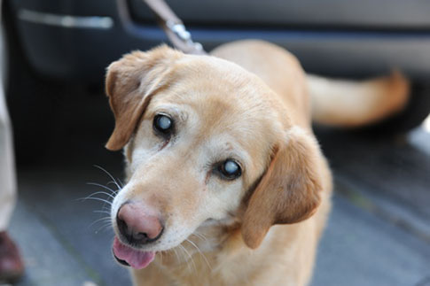 Dog Blind In One Eye Glaucoma Dog Blind In One Eye Glaucoma