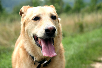 Ein Hundesitter sollte auf jeden Fall Erfahrung mit Hunden haben.