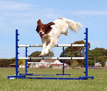 Auf einem Agility Parcour sollten Hundeführer und Hund ständigen Kontakt zueinander haben.