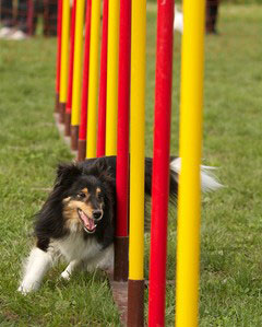 In Deutschland gibt es viele Hundesportplätze mit einem speziellen Agility Parcour.