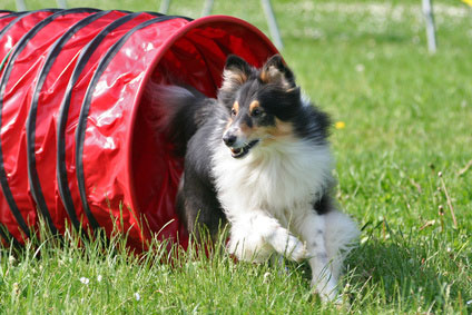 Neben dem Agility Traning gibt auch noch zahlreiche andere Hundesportarten.