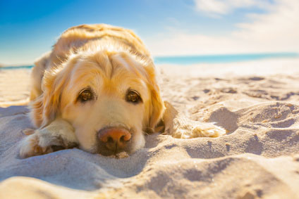 Damit die Ferien mit Hund ein voller Erfolg werden, sollte man vorher abklären, ob Hunde am Urlaubsort auch an den Strand dürfen.