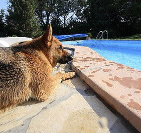 Inzwischen gibt es viele hundefreundliche Ferienwohnungen für die Ferien mit Hund