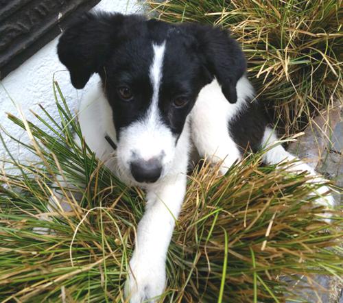 Will man einen Hund in Not erwerben, so sollte man die Zustände im Tierheim vorher genau prüfen.