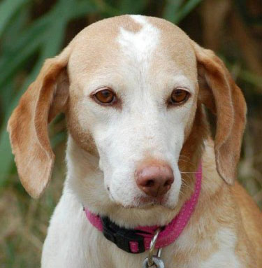 Meistens trägt der Mensch die Schuld, wenn Hunde in Not geraten