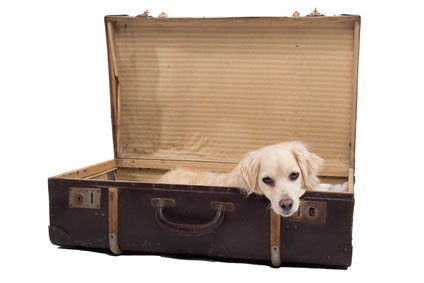Manchmal ist es nicht möglich, dass der Hund mit in den Urlaub fährt, dann bleibt als Alternative nur eine gute Hundepension.