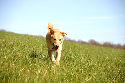 Vollzeitjob und Hund lassen sich für viele Menschen mit einem Hundesitter besser unter einen Hut bringen.