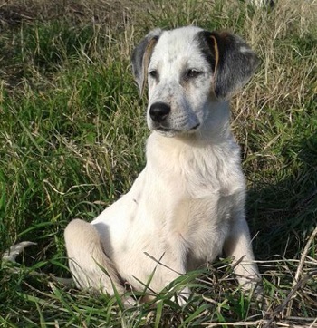 Auch  Mischlingswelpen sollten idealerweise die ersten zwei Monate bei der Hundemutter verbracht haben.