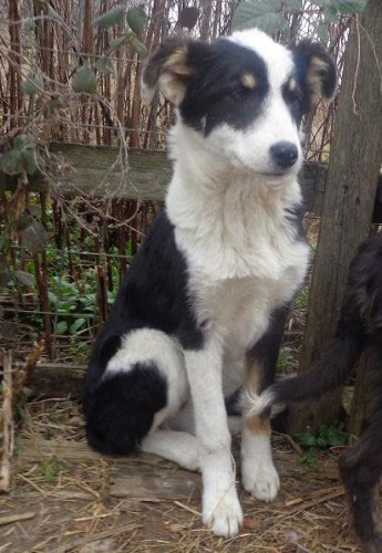 Hunde in Not freuen sich auf ein gemeinsames Gassigehen mit dem zukünftigen Herrchen oder Frauchen.