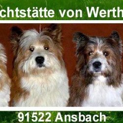 Elo Familienhund Hunderasse