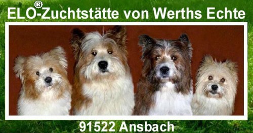 ELO Hundezüchter Hunde kaufen