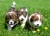 Alltag mit Hund Welpe