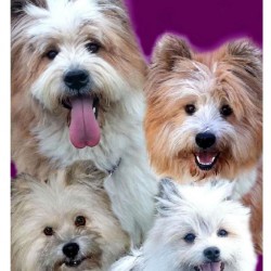 Elo Familienhund Hunderasse Therapie Assistenz Service02