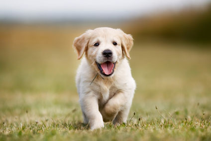 Möchte man einen Hund kaufen, muss man bedenken, dass es sich nicht um einen Gegenstand, sondern um ein Lebewesen mit Gefühl, Verstand und Herz handelt.