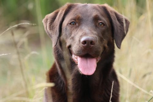 Braune Labrador Welpen mit Zuchtpapieren Hunde kaufen
