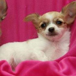chi lilly55555500000000005555 2018