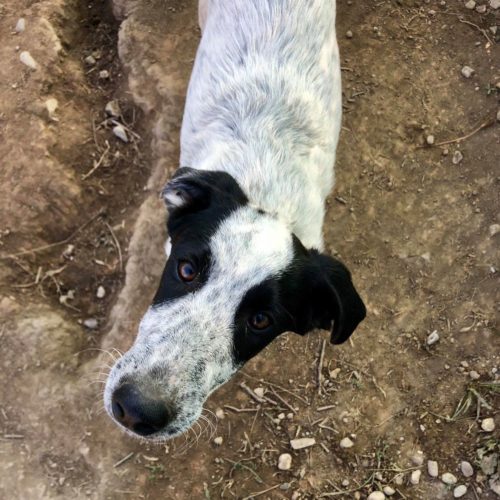 StreunerHerz aus Rumänien Hunde kaufen