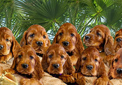 puppies2018_born_tab2