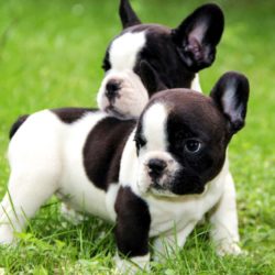 französische-bulldogge-welpen