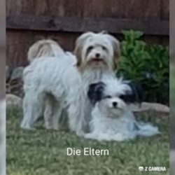 Die Eltern Lotti Cameo