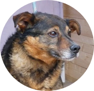 Kennenlernen hunde