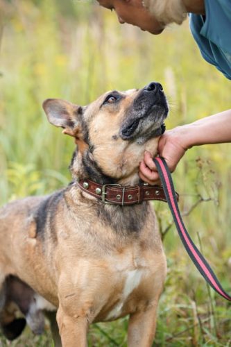 Tayson aus dem Tierschutz sucht dringend ein Zuhause ...