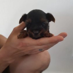 Junior