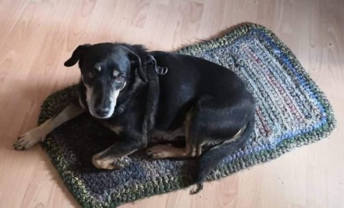 Notfall HundeOpa Hunde kaufen
