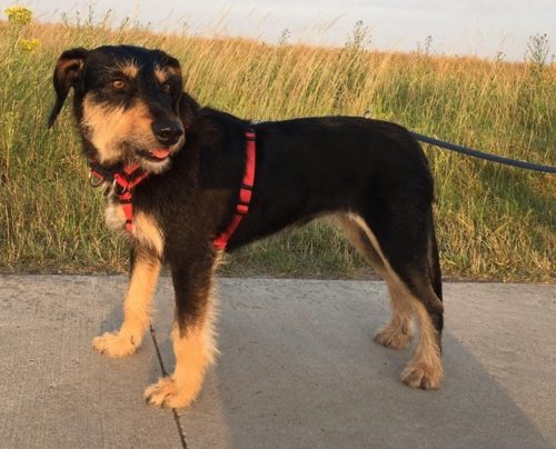 Jagdterrier Mix Hunde kaufen