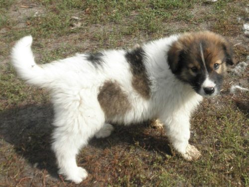 Mischlingswelpen Hunde kaufen
