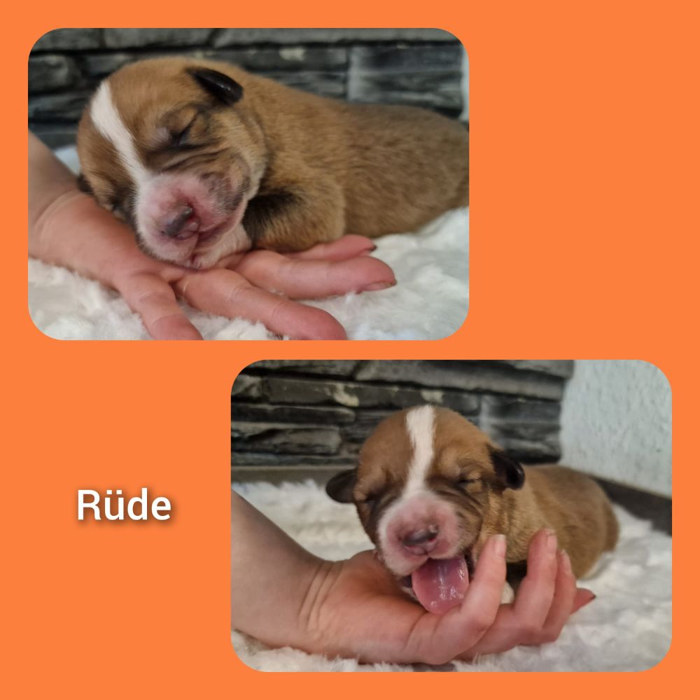 Hundewelpen kaufen | Kleinanzeigen Hundemarkt