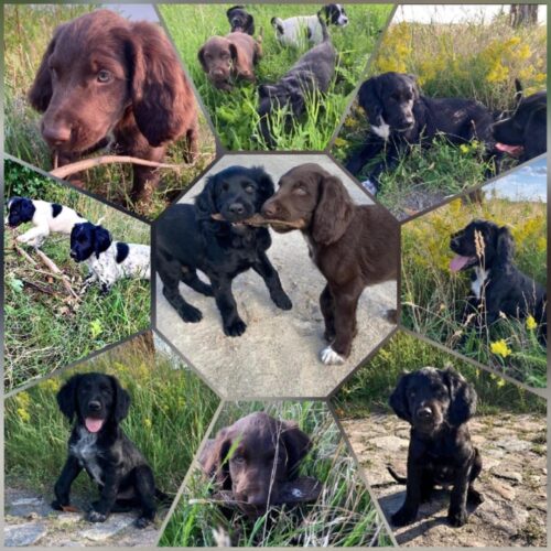 Hundewelpen kaufen | Kleinanzeigen Hundemarkt