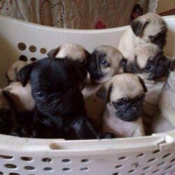 beautiful-pugs-pups-for-sale-americanlisted_50361441