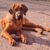 Rhodesian Ridgeback Junghunde mit Papier - Bild3
