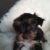 Yorkshire-Terrier-Mischling Welpen - Bild2