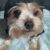 Yorkshire-Terrier-Mischling Welpen - Bild4