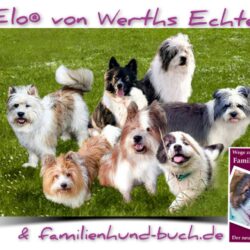 Elo-Welpen und Hundebuch