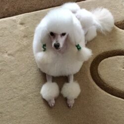 72FC94C7-BE88-4D36-8E1D-4F6C4200FE38