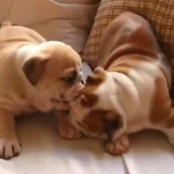 2001142112-English-Bulldog-puppies-have-the-cutest-playtime-fight_hires