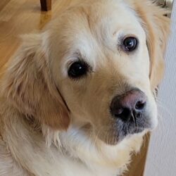 Bonnie 1