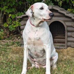 fifi-99990-65314ea6457d5